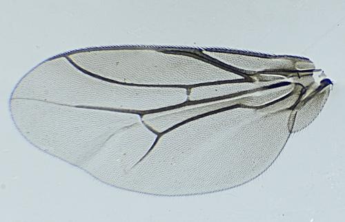 Réf. 327 981 : Camarota curvipennis